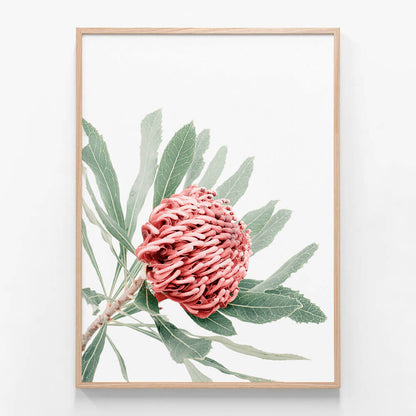Red Waratah