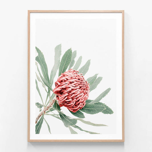 Red Waratah