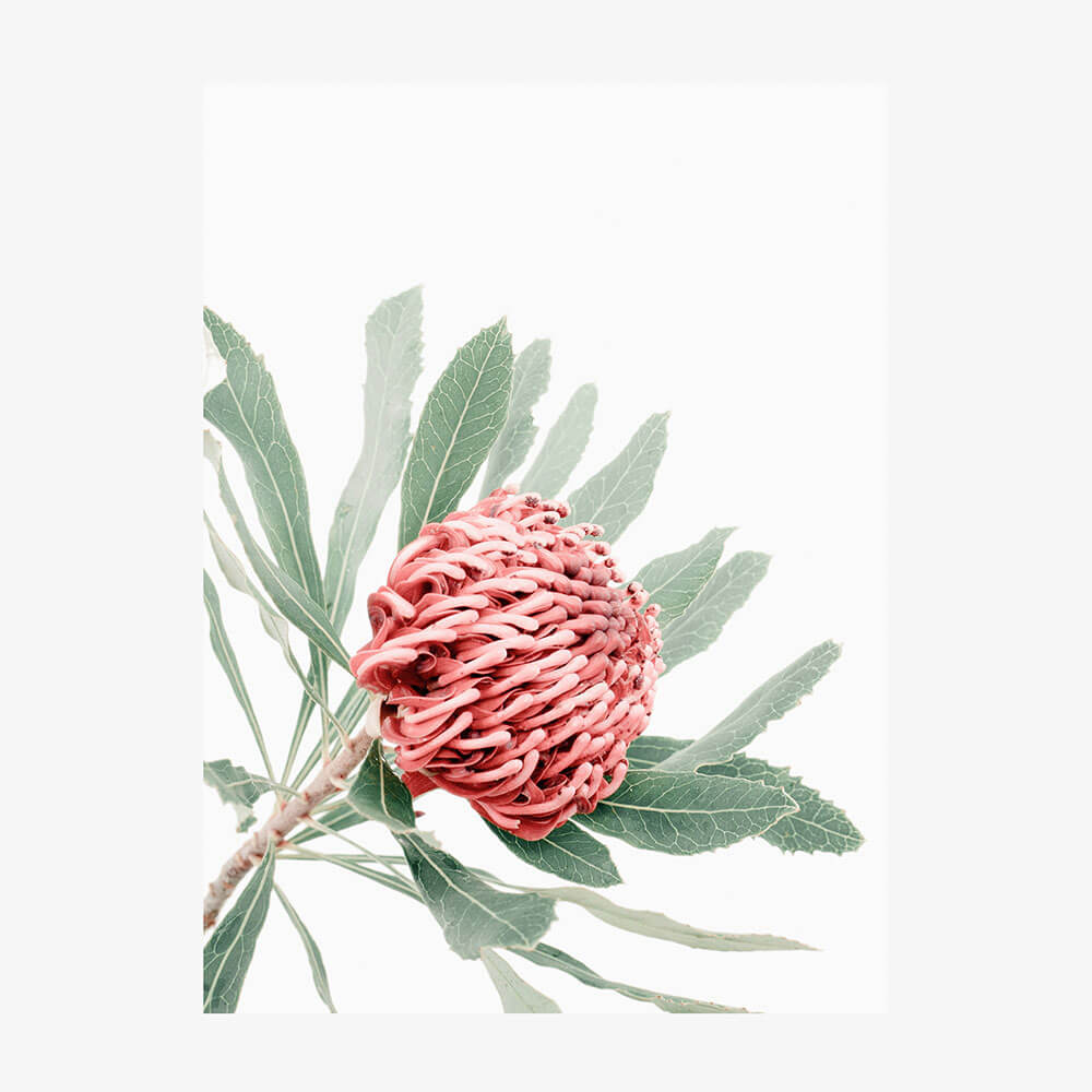 Red Waratah