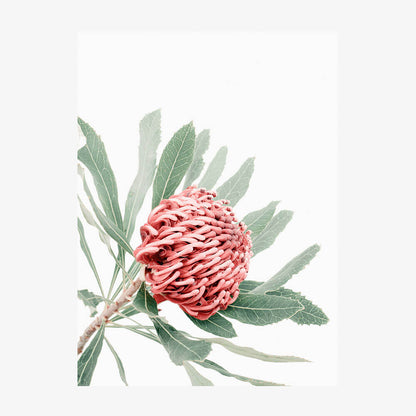 Red Waratah