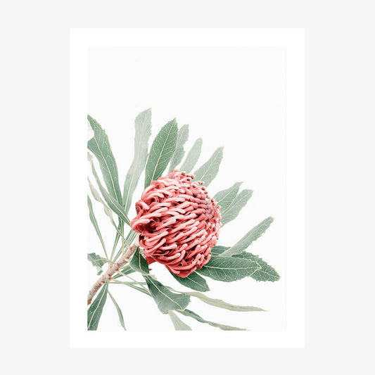 Red Waratah