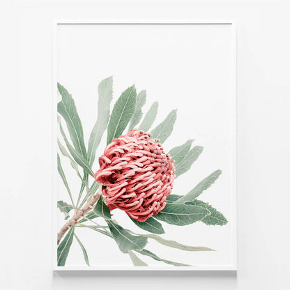 Red Waratah