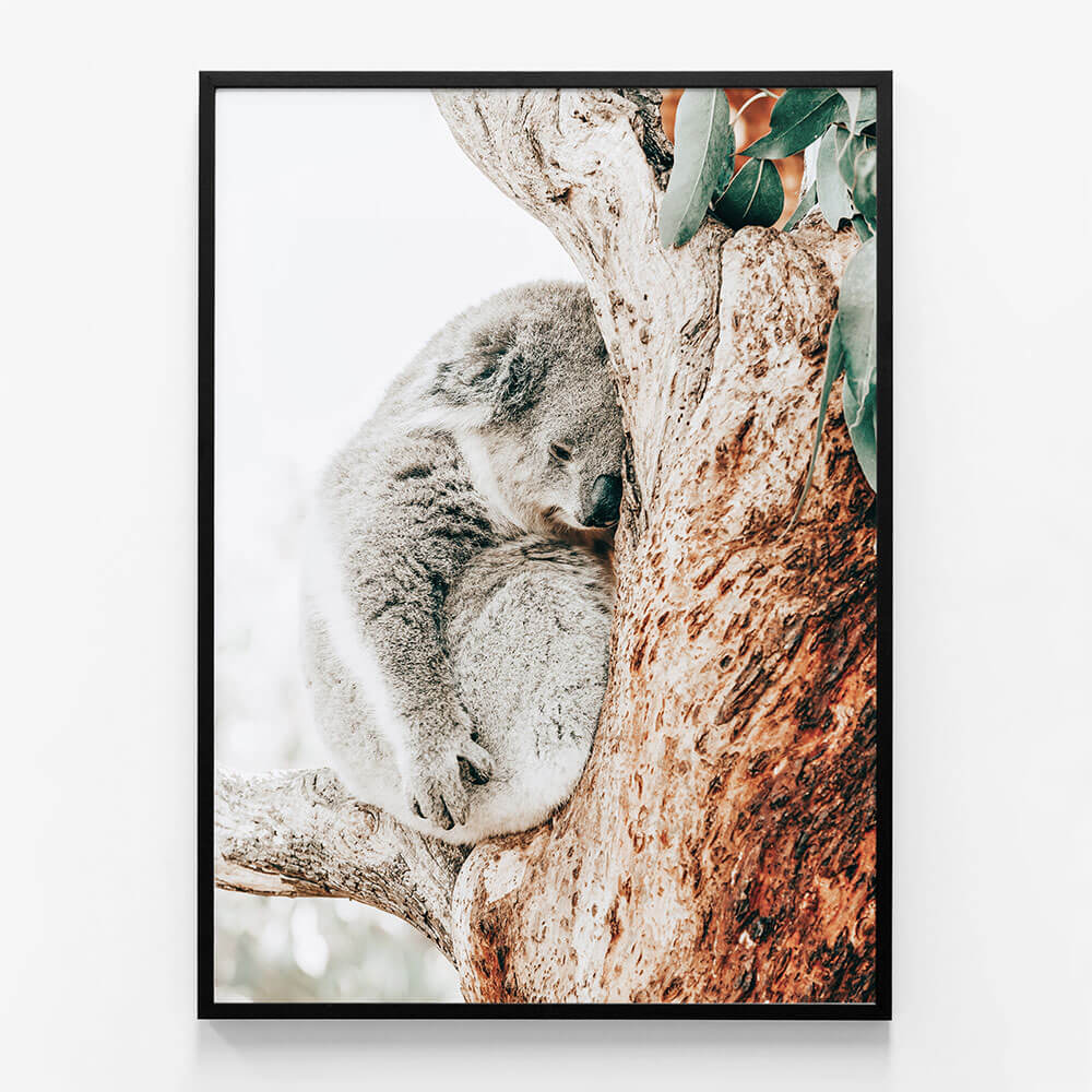 Resting Koala