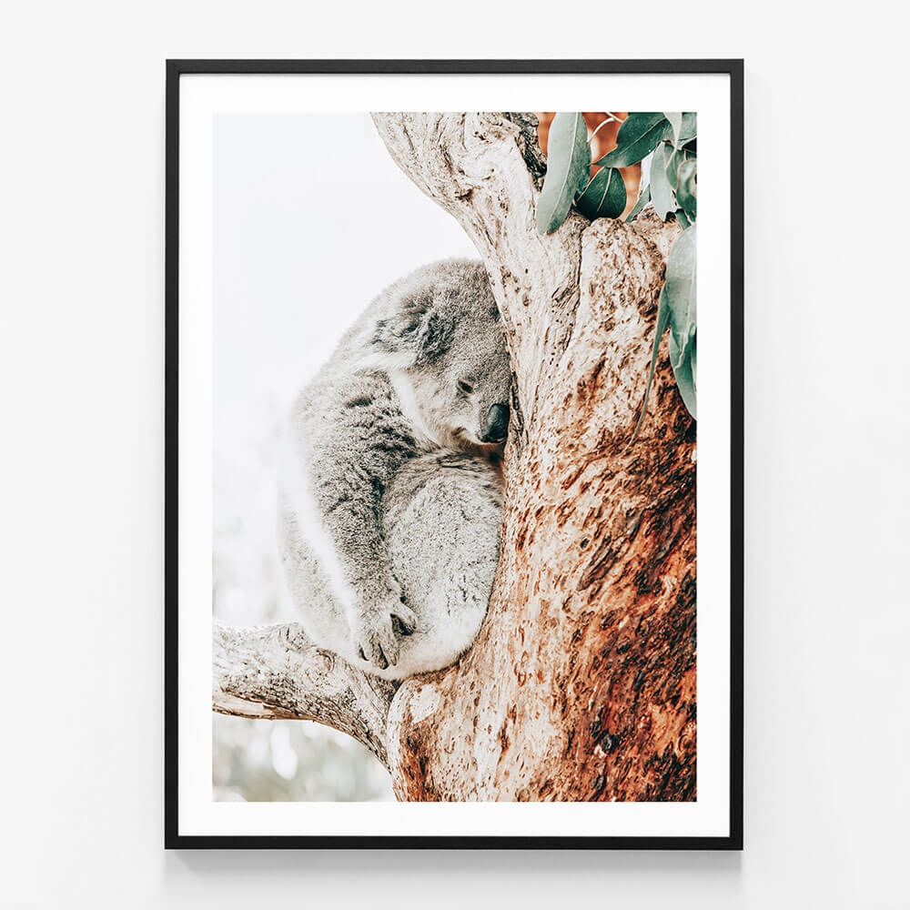 Resting Koala