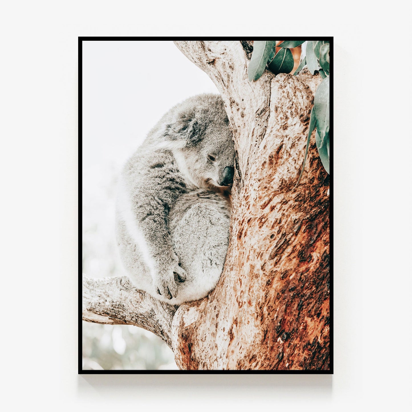 Resting Koala Canvas