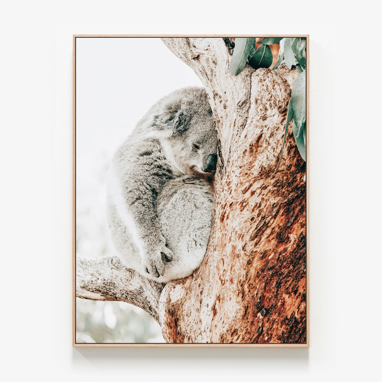 Resting Koala Canvas wall art with oak float frame