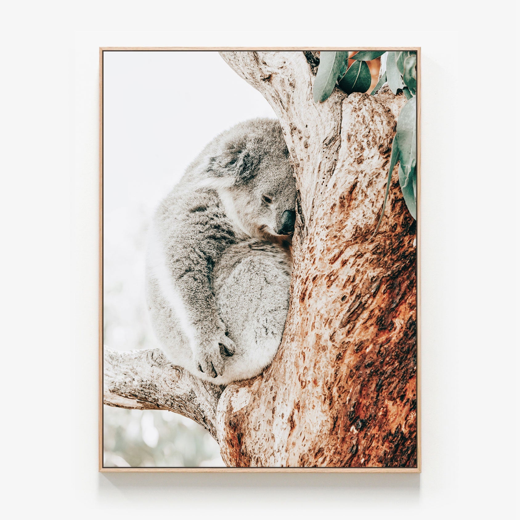 Resting Koala Canvas wall art with oak float frame