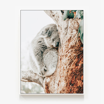 Resting Koala Canvas
