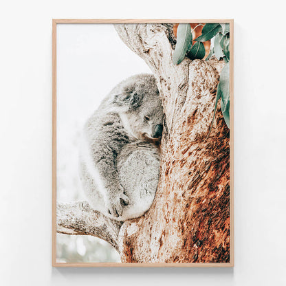 Resting Koala
