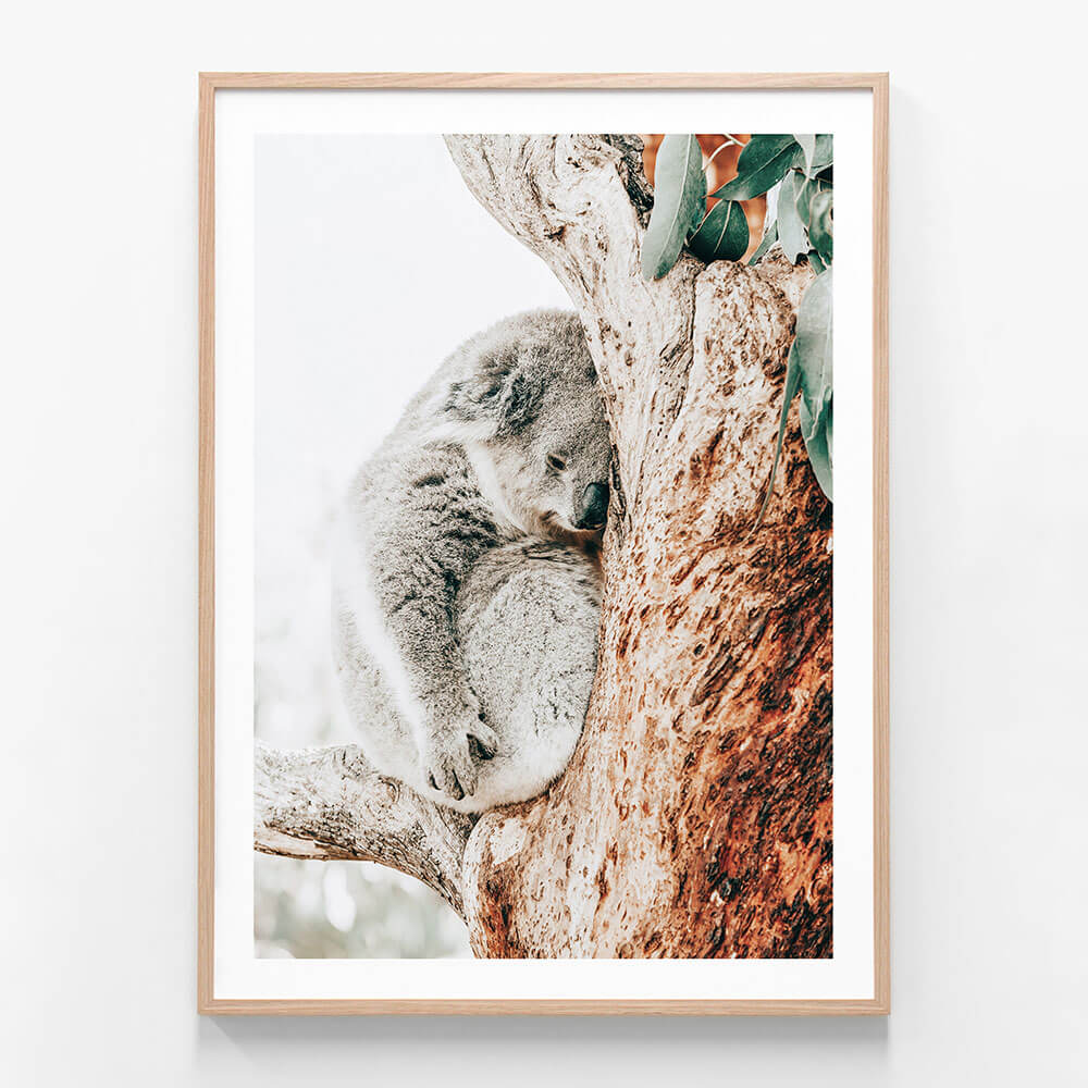 A photography framed print featuring a koala sleeping in a gum tree.