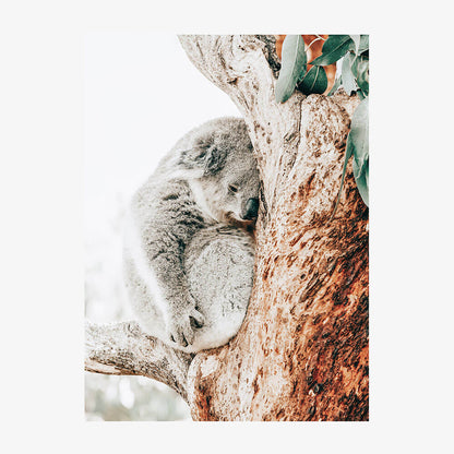 Resting Koala