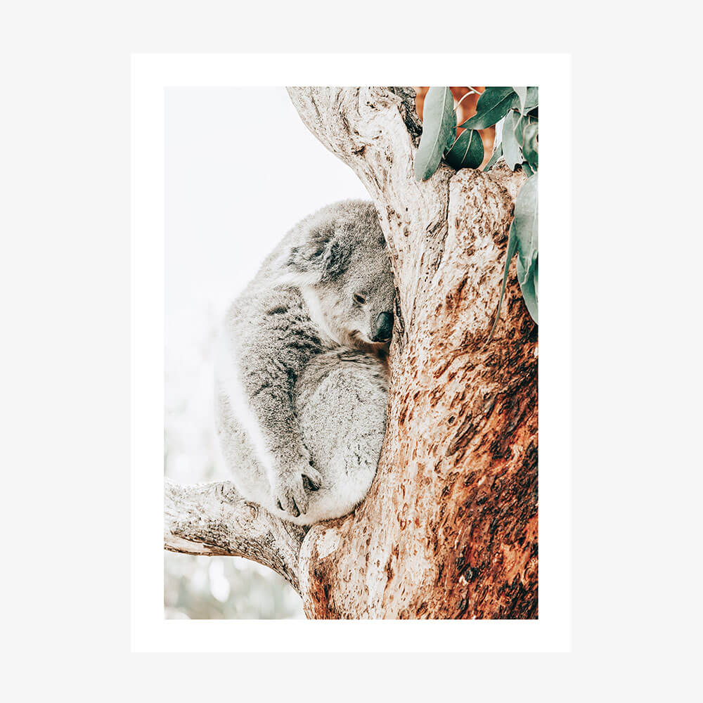 A photo wall art print featuring a koala sleeping in a gum tree.