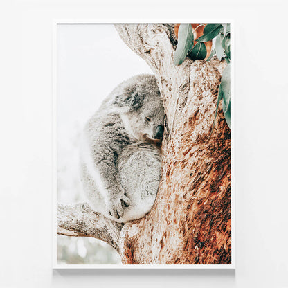 Resting Koala