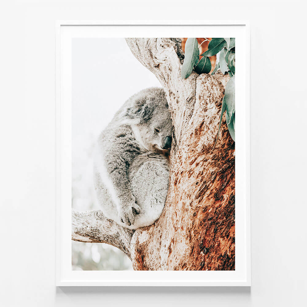 Resting Koala