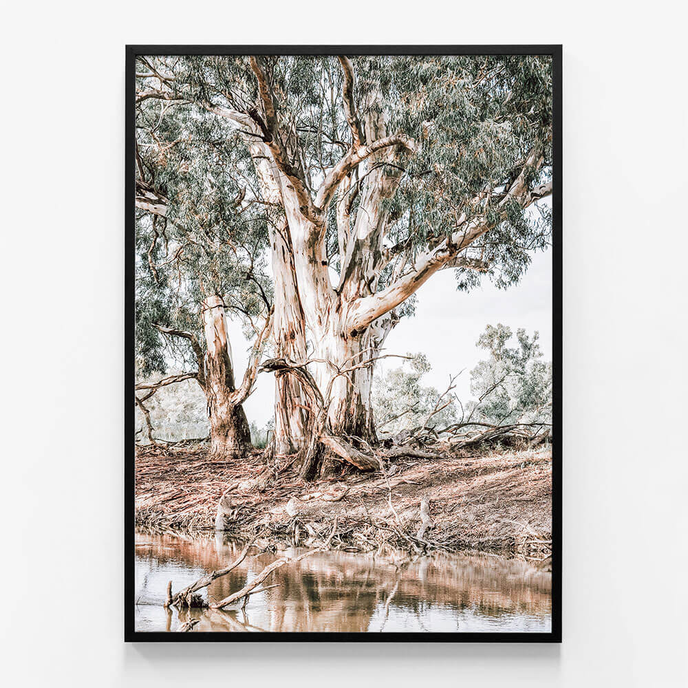 River Red Gums