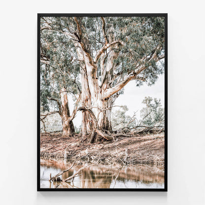 River Red Gums