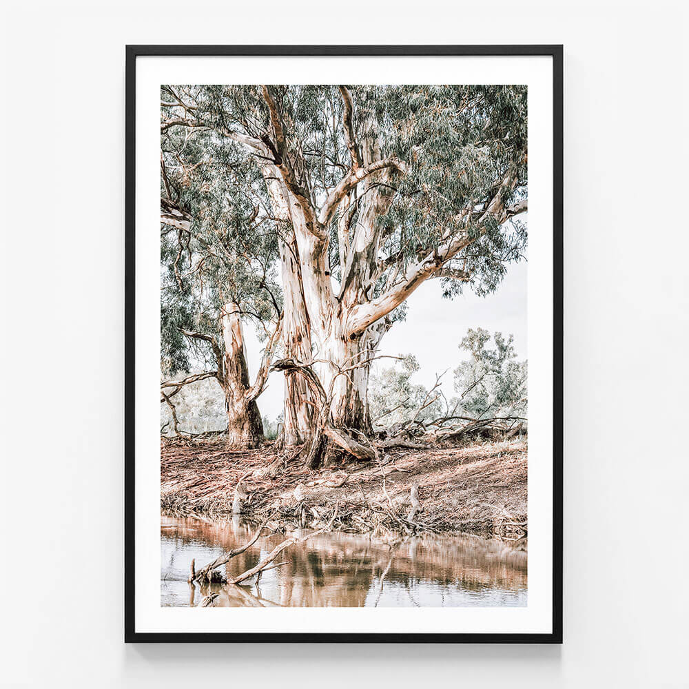 River Red Gums