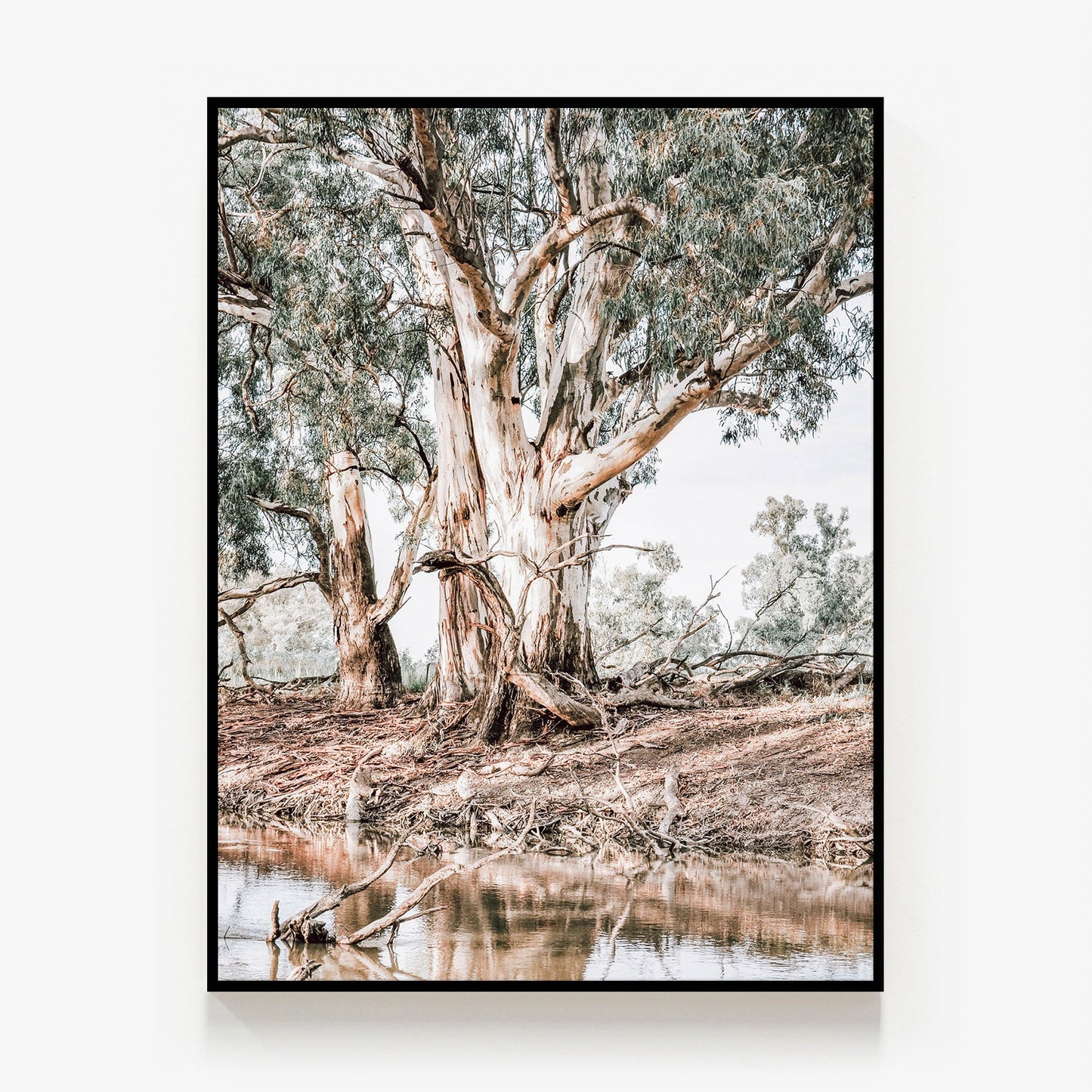 River Red Gums Canvas
