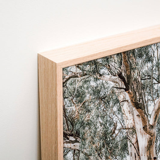 River Red Gums Canvas corner detail