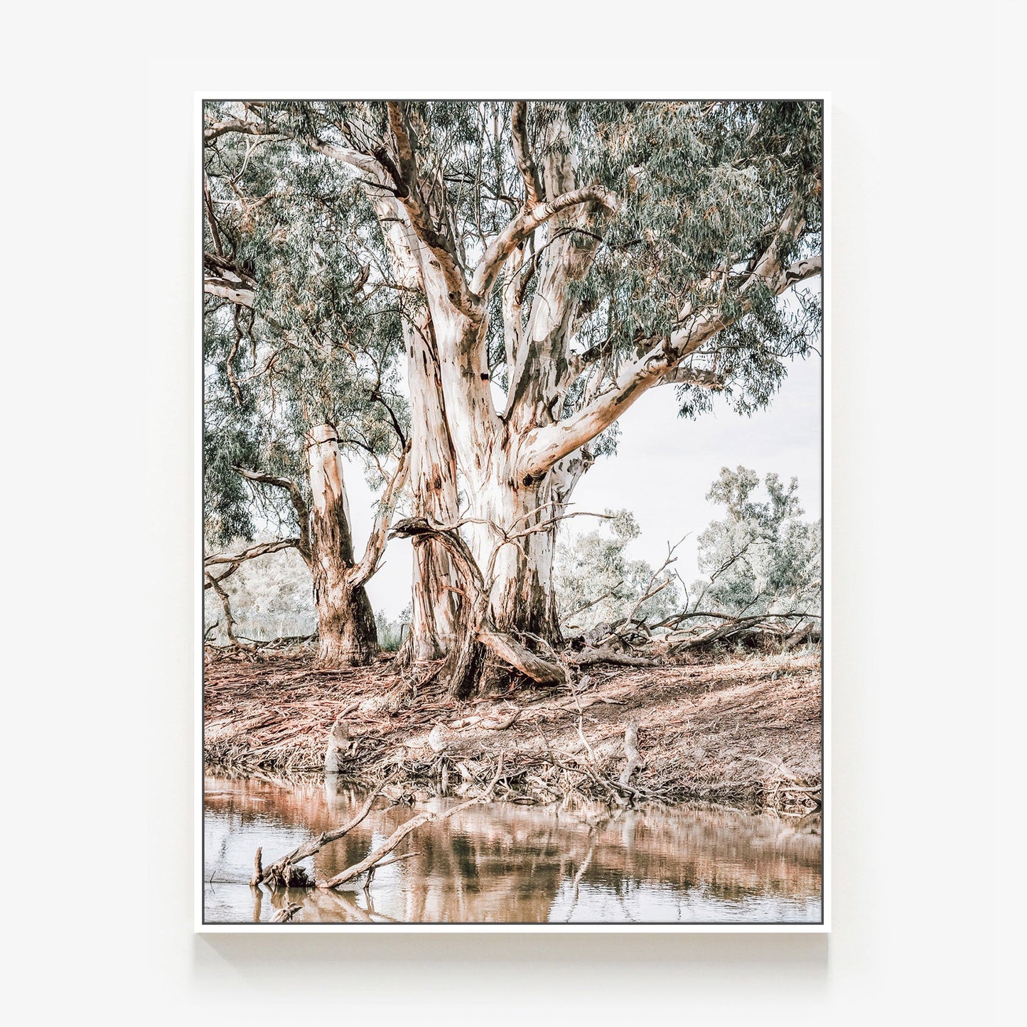 River Red Gums Canvas