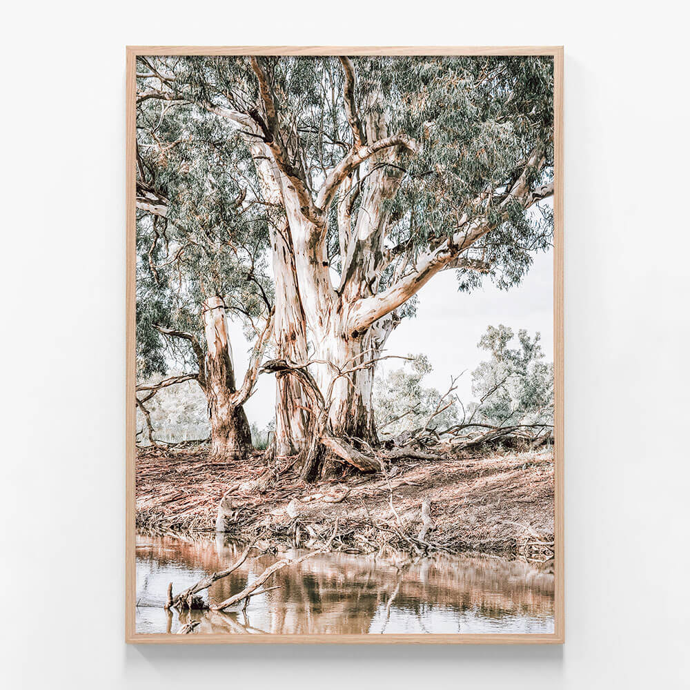 River Red Gums