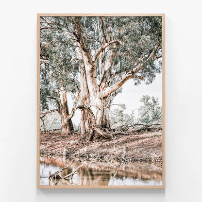 River Red Gums