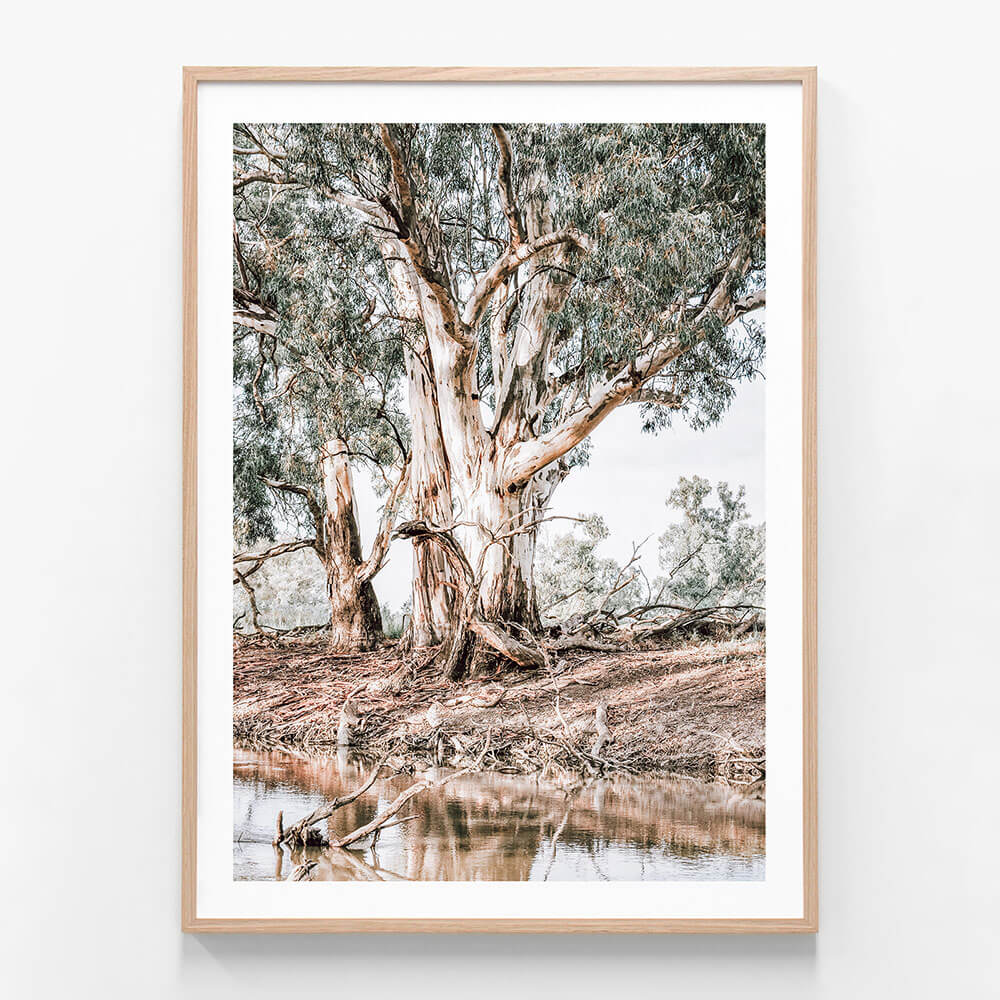 Framed photo art print of river red gum trees along the river bank
