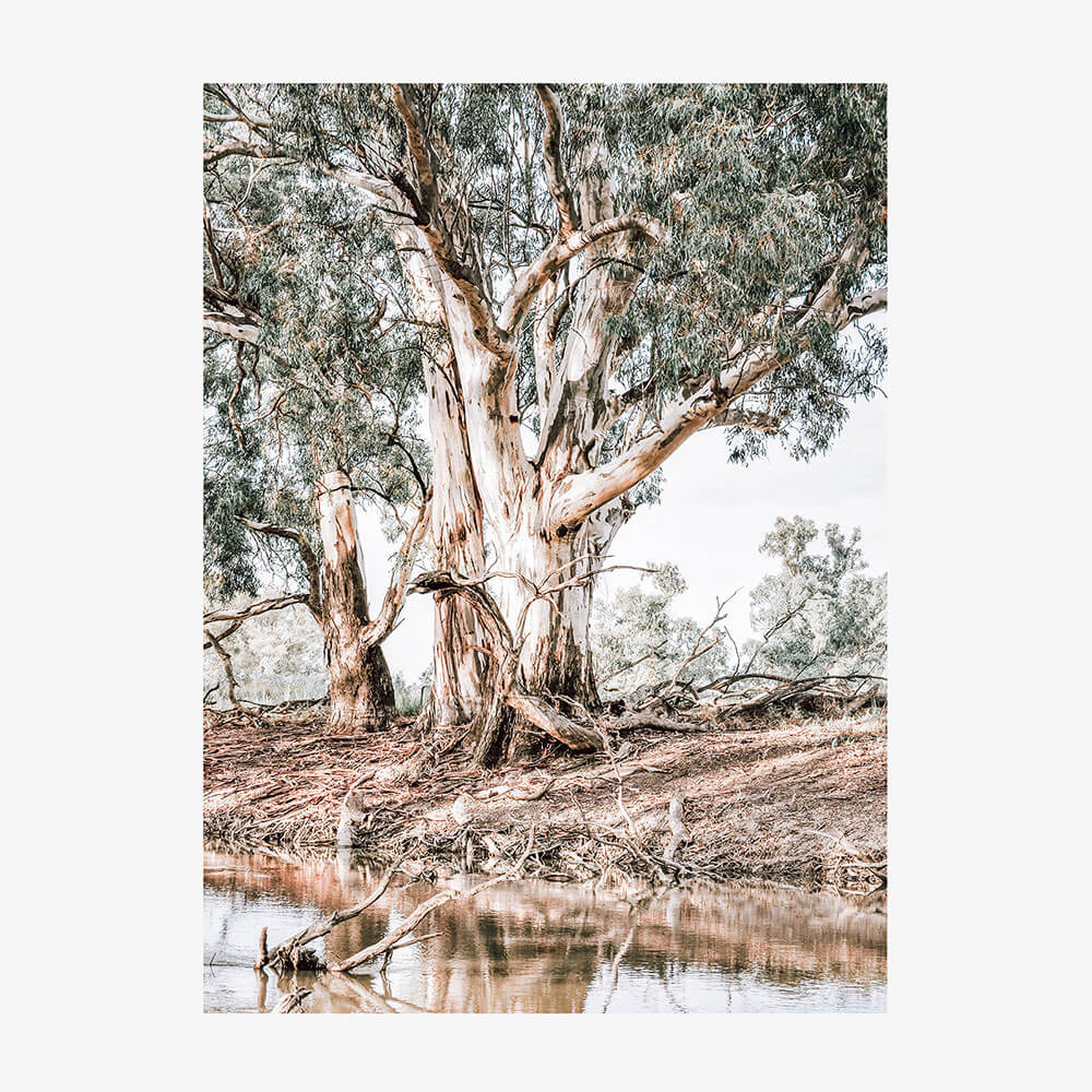River Red Gums