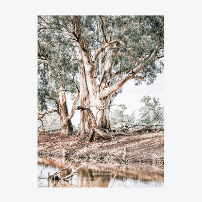 River Red Gums