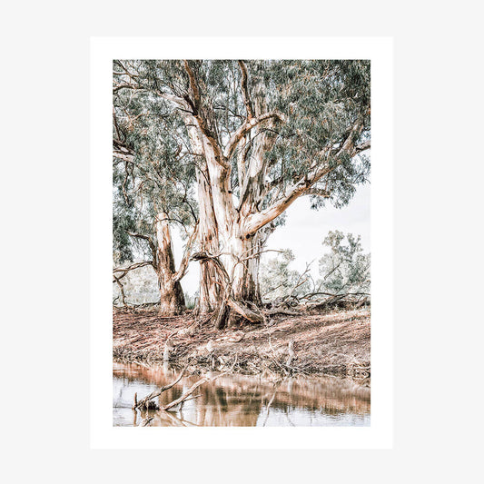 A photo wall art print featuring Australian gum trees along a river bank.