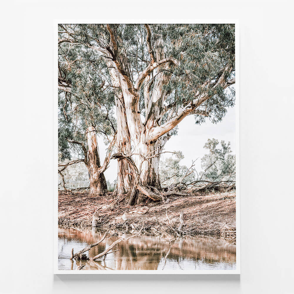 River Red Gums