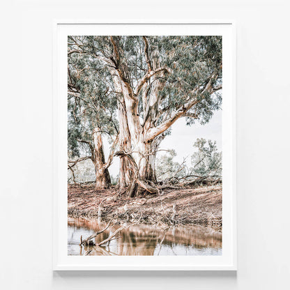 River Red Gums