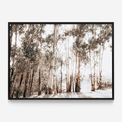Riverbank Gums