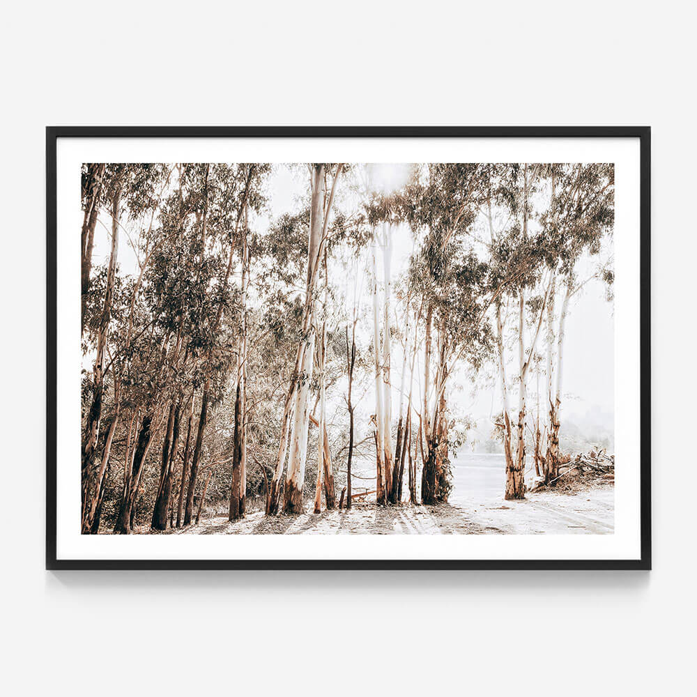 Riverbank Gums