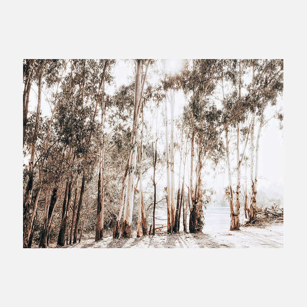 Riverbank Gums