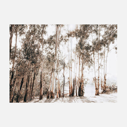 Riverbank Gums