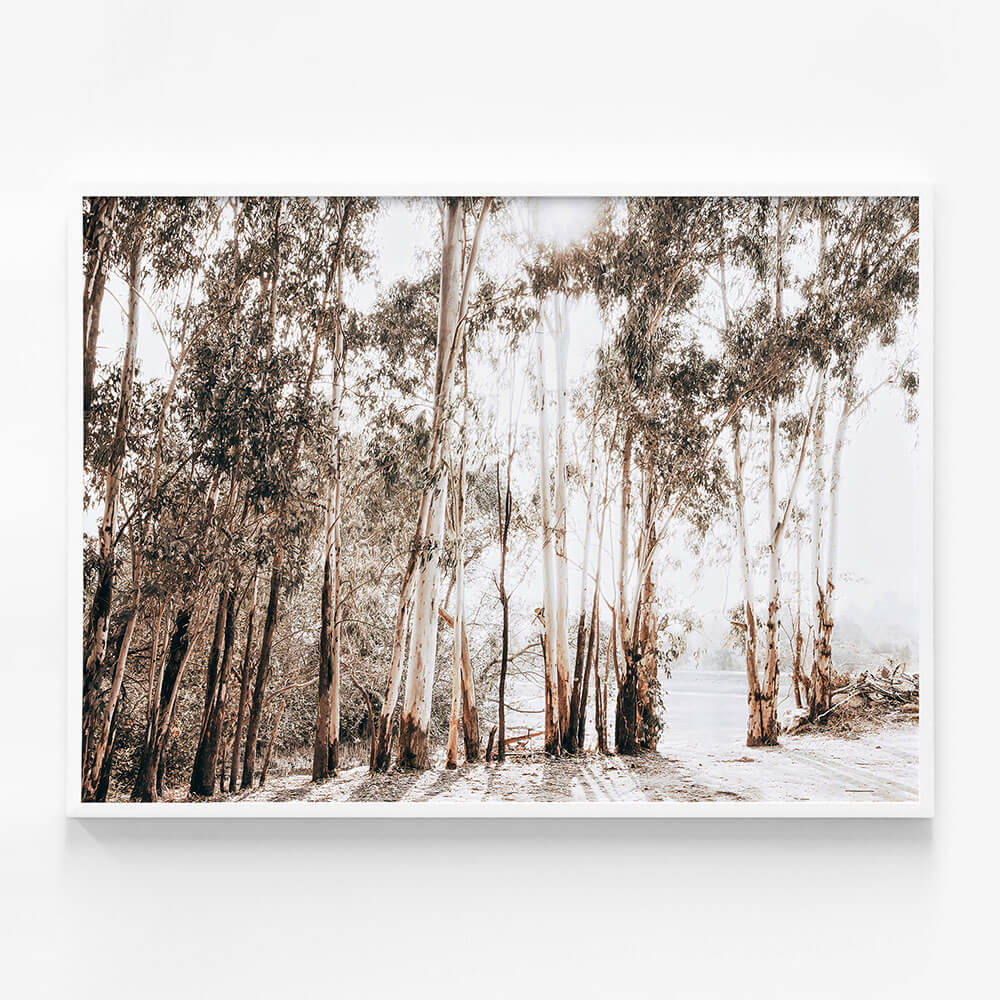 Riverbank Gums