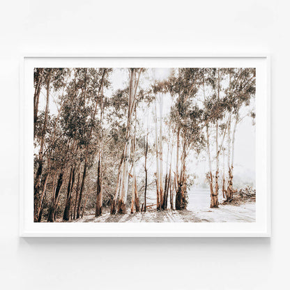 Riverbank Gums