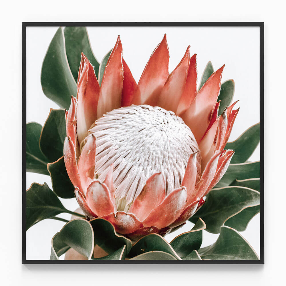 Rouge Protea