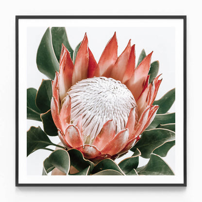 Rouge Protea