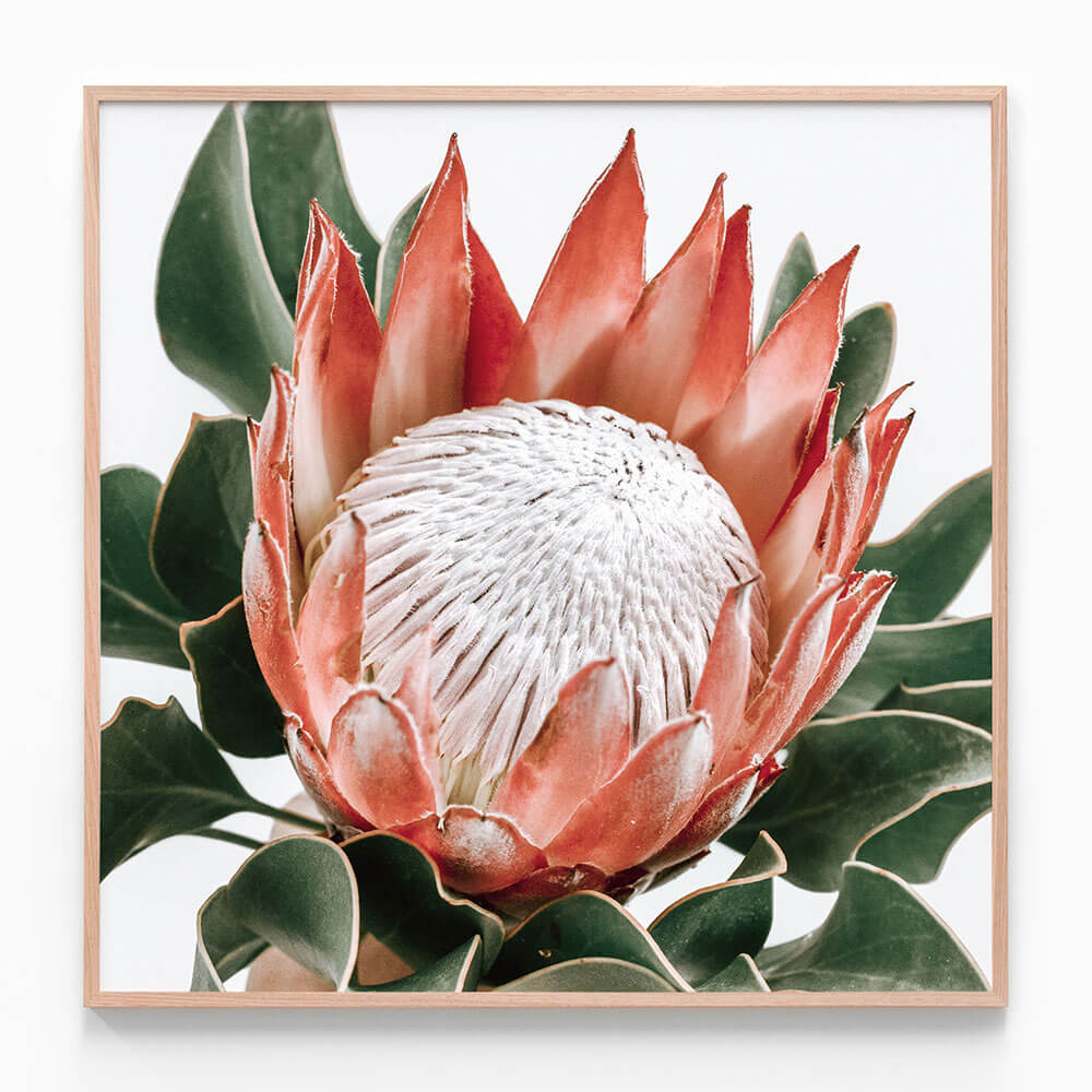 Rouge Protea