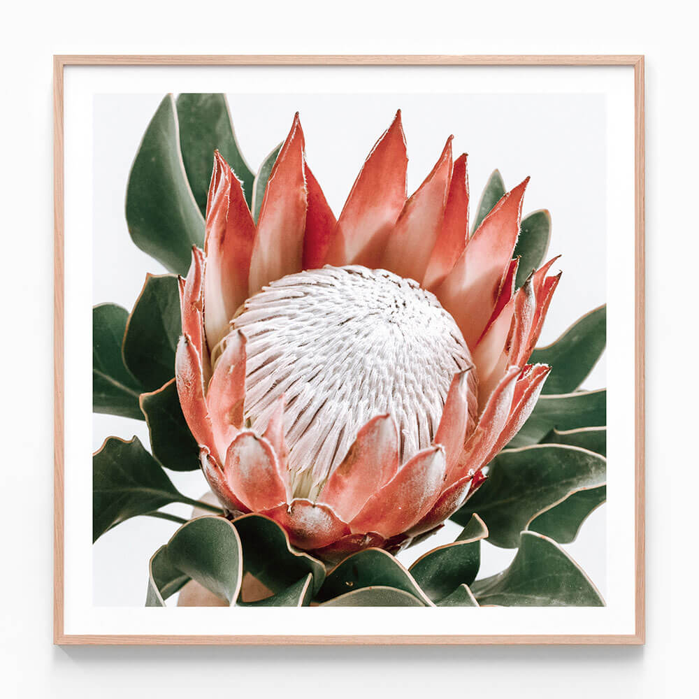 Rouge Protea