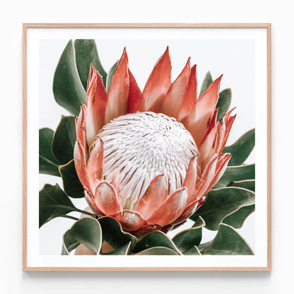 Rouge Protea