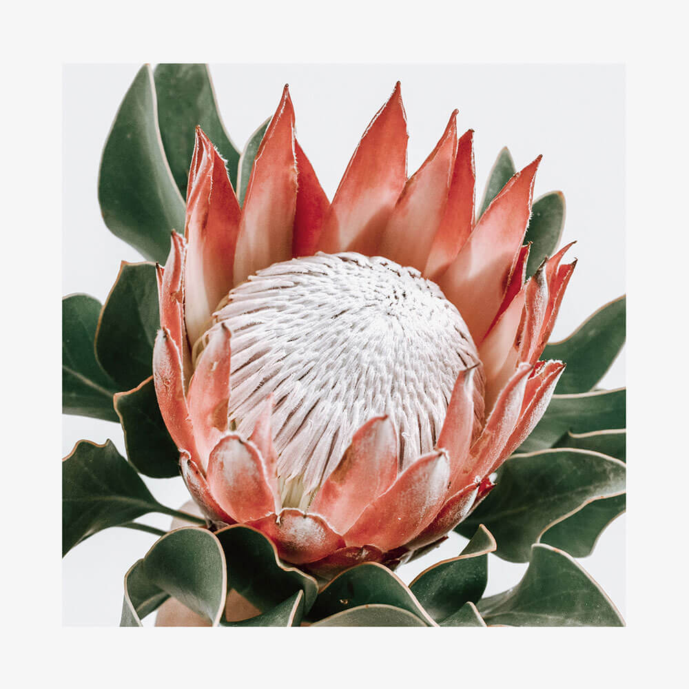 Rouge Protea