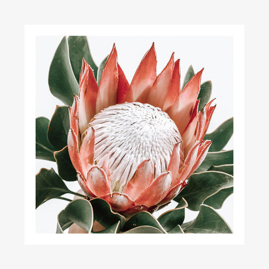 Rouge Protea