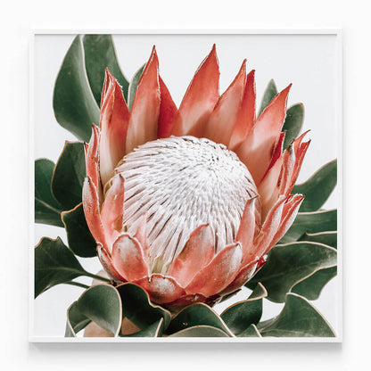 Rouge Protea