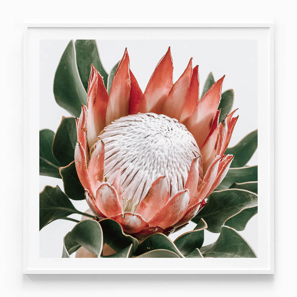 Rouge Protea