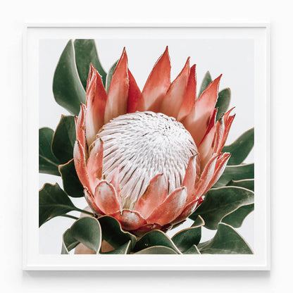 Rouge Protea