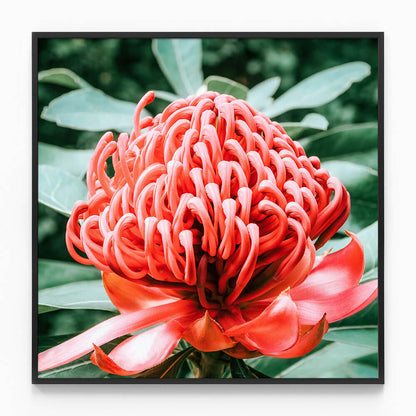 Rouge Waratah
