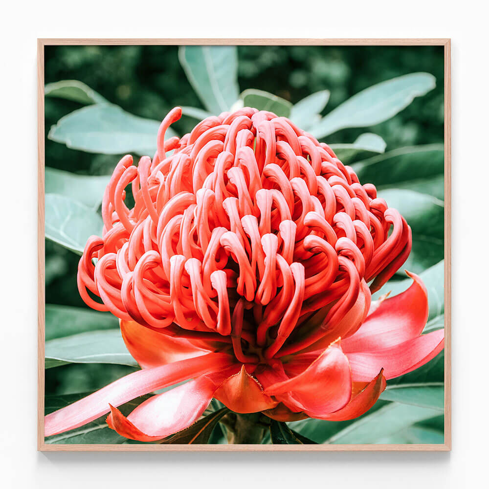 Rouge Waratah